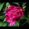svarughese9